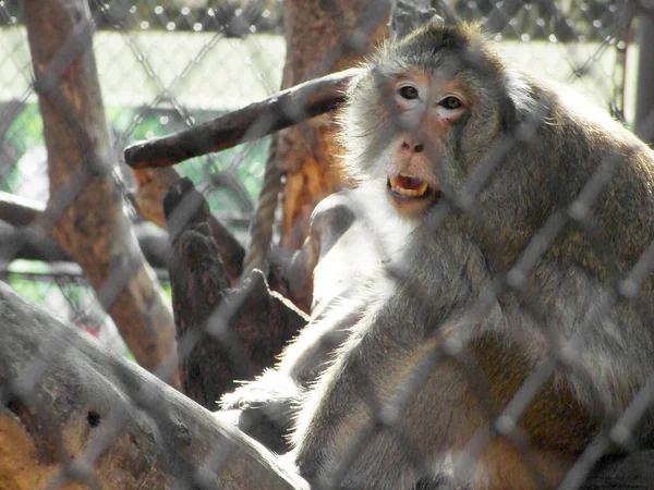 笼子里的猴子 — 图库照片