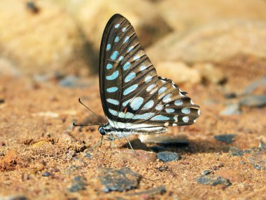 kaya üzerinde kahverengi kelebek
