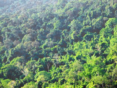 Yaz dağları ağaçlarla kaplı.