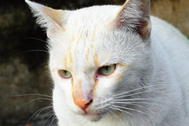 kedi portresi