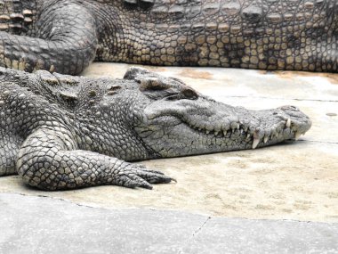 Tayland'da timsahlar yakın çekim