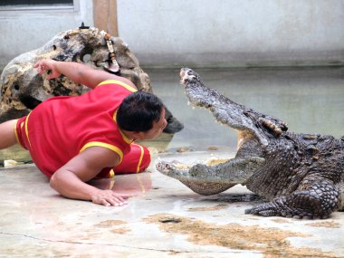 Samutprakarn, Tayland-Eylül 8: Timsah Timsah çiftliği'nde 8 Eylül 2013 samutprakarn, Tayland göster. Bu heyecan verici show turizm ve Tay insanlar arasında çok ünlü arasında