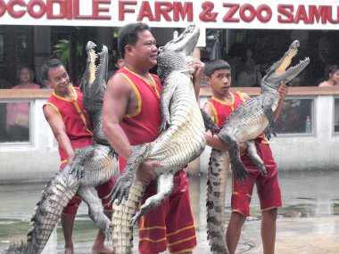 Samutprakarn, Tayland-Eylül 8: Timsah Timsah çiftliği'nde 8 Eylül 2013 samutprakarn, Tayland göster. Bu heyecan verici show turizm ve Tay insanlar arasında çok ünlü arasında