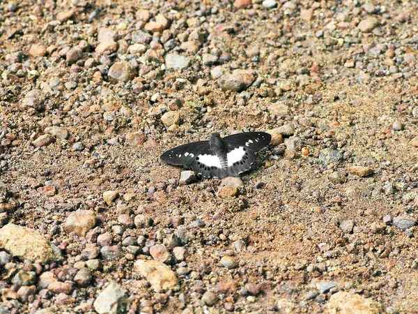 在岩石上的黑蝴蝶 — 图库照片