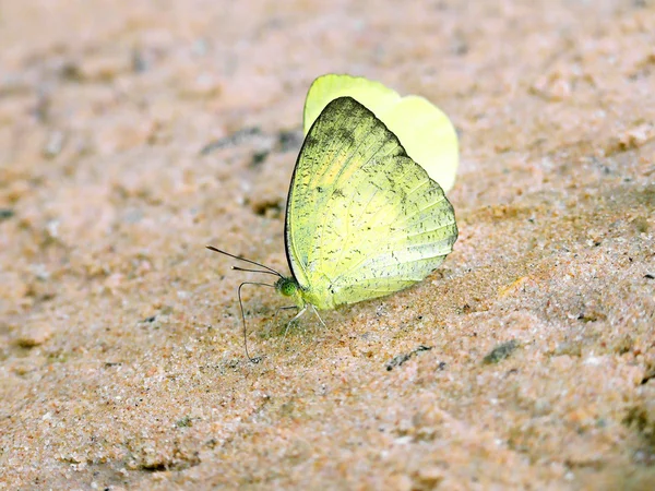 Желтая бабочка на скале — стоковое фото