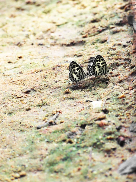 Brun sommerfugl oven på rock - Stock-foto
