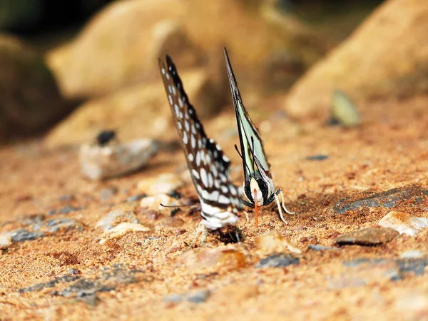 Brauner Schmetterling auf Felsen — Stockfoto