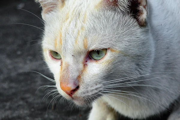 kedi portresi