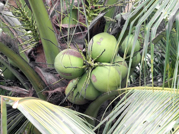 Feche um monte de coco verde na árvore . — Fotografia de Stock