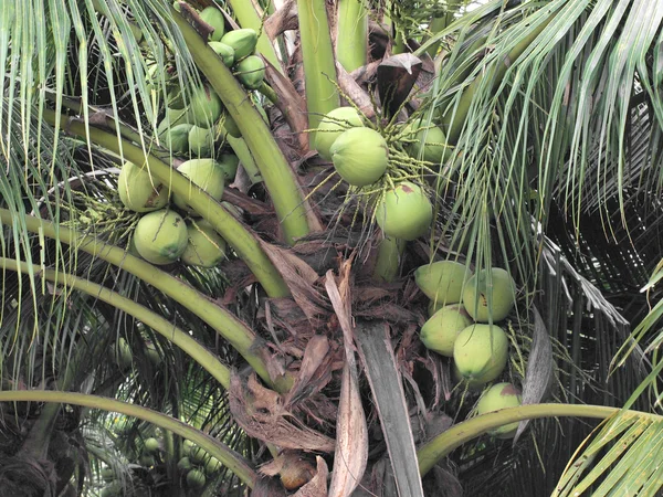 Zavřete bandu zelený kokos na strom. — Stock fotografie