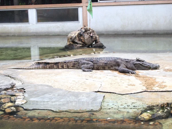 Crocodiles close up in Thailand — Stock Photo, Image