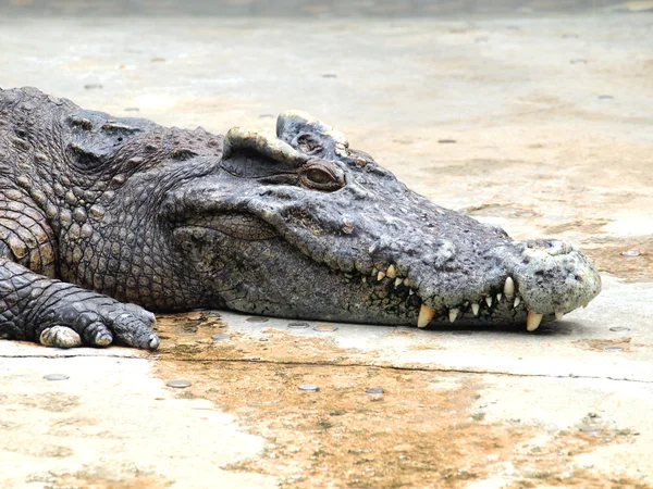 Cocodrilos de cerca en Tailandia —  Fotos de Stock