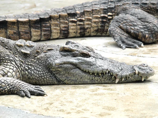 Krokodiler på nära håll i thailand — Stockfoto