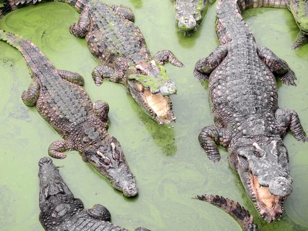 Crocodilos de perto na Tailândia — Fotografia de Stock