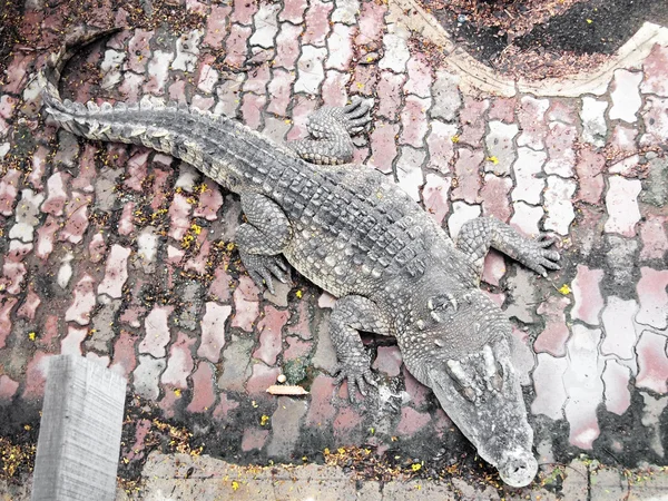 Крокодили закладають в Таїланді — стокове фото