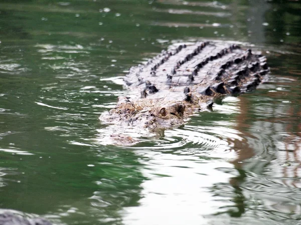 Krokodile aus nächster Nähe in Thailand — Stockfoto