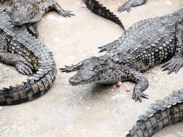 Crocodiles close up in Thailand — Stock Photo, Image