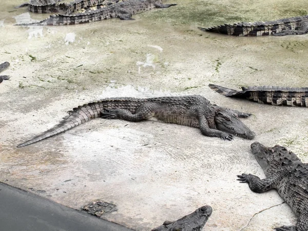 Crocodiles close up in Thailand — Stock Photo, Image