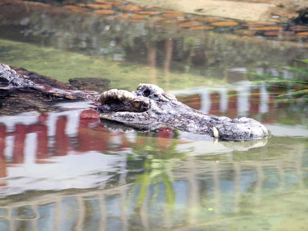 Krokodile aus nächster Nähe in Thailand — Stockfoto