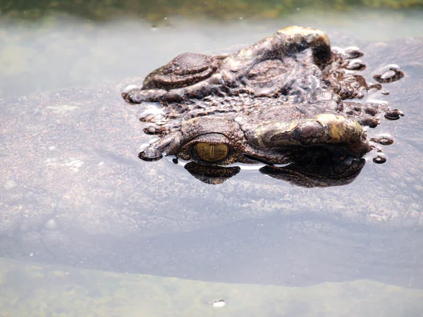 Krokodile aus nächster Nähe in Thailand — Stockfoto