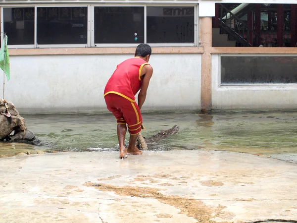 SAMUTPRAKARN, THAILAND-SEPTEMBER 8: show de crocodilo na fazenda de crocodilos em 8 de setembro de 2013 em Samutprakarn, Tailândia. Este show emocionante é muito famoso entre os turistas e tailandeses — Fotografia de Stock