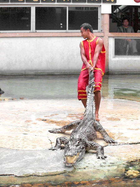 SAMUTPRAKARN, THAILAND-SEPTEMBER 8: show de crocodilo na fazenda de crocodilos em 8 de setembro de 2013 em Samutprakarn, Tailândia. Este show emocionante é muito famoso entre os turistas e tailandeses — Fotografia de Stock