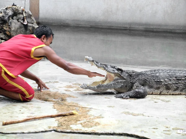 SAMUTPRAKARN, THAILAND-SEPTEMBER 8: show de crocodilo na fazenda de crocodilos em 8 de setembro de 2013 em Samutprakarn, Tailândia. Este show emocionante é muito famoso entre os turistas e tailandeses — Fotografia de Stock