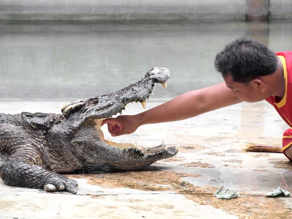 SAMUTPRAKARN,THAILAND -SEPTEMBER 8: crocodile show at crocodile farm on September 8, 2013 in Samutprakarn,Thailand. This exciting show is very famous among among tourist and Thai people — Stock Photo, Image