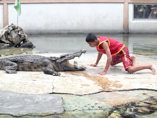 SAMUTPRAKARN,THAILAND -SEPTEMBER 8: crocodile show at crocodile farm on September 8, 2013 in Samutprakarn,Thailand. This exciting show is very famous among among tourist and Thai people — Stock Photo, Image