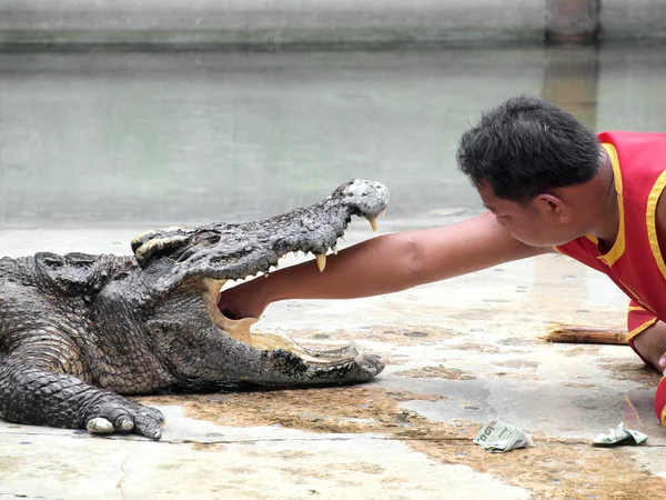 SAMUTPRAKARN, THAÏLANDE - 8 SEPTEMBRE : exposition de crocodiles à la ferme de crocodiles le 8 septembre 2013 à Samutprakarn, Thaïlande. Ce spectacle passionnant est très célèbre parmi les touristes et les Thaïlandais — Photo