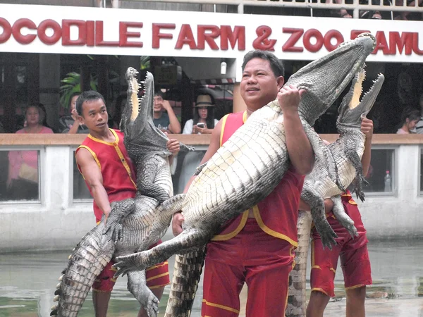 SAMUTPRAKARN, THAILAND -SYYSKUU 8: krokotiilinäytös krokotiilitilalla 8. syyskuuta 2013 Samutprakarnissa, Thaimaassa. Tämä jännittävä show on hyvin kuuluisa turistien ja thaimaalaisten keskuudessa. — kuvapankkivalokuva