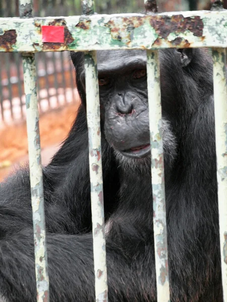 Monkey in a cage — Stock Photo, Image