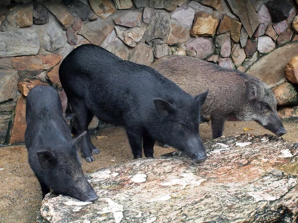 Cerdos salvajes enjaulados — Foto de Stock