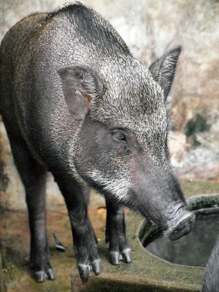 Caged wild hogs — Stock Photo, Image