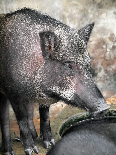 Caged wild hogs — Stock Photo, Image