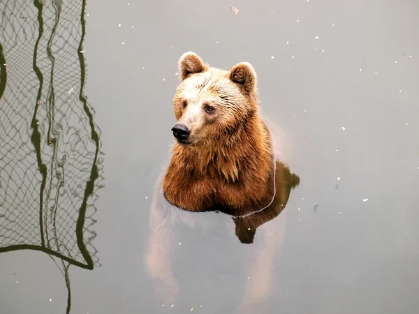 Urso castanho — Fotografia de Stock