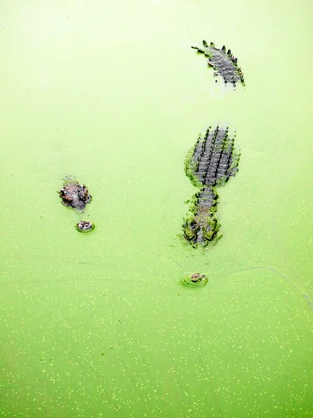 Crocodiles proches en Thaïlande — Photo