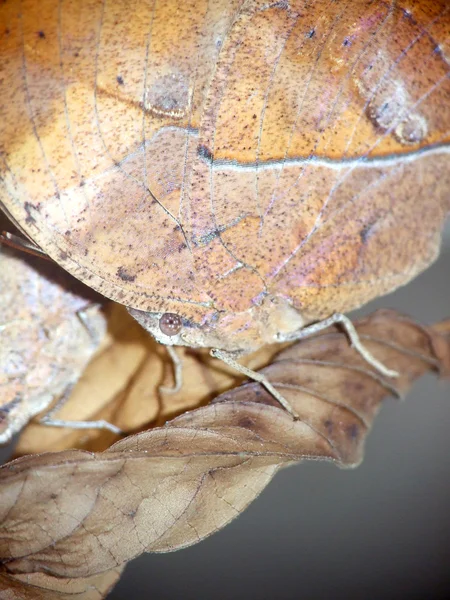 Closeup kelebek — Stok fotoğraf