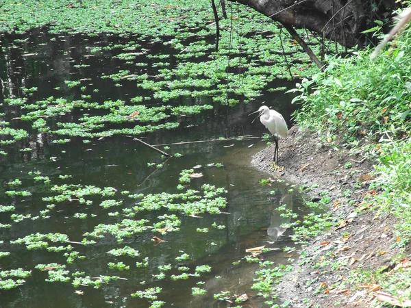 Kleine zilverreiger (Egretta garzetta) op zoek naar voedsel — Stockfoto