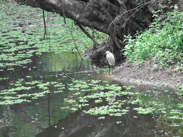 Silkeshäger (Egretta garzetta) letar efter mat — Stockfoto