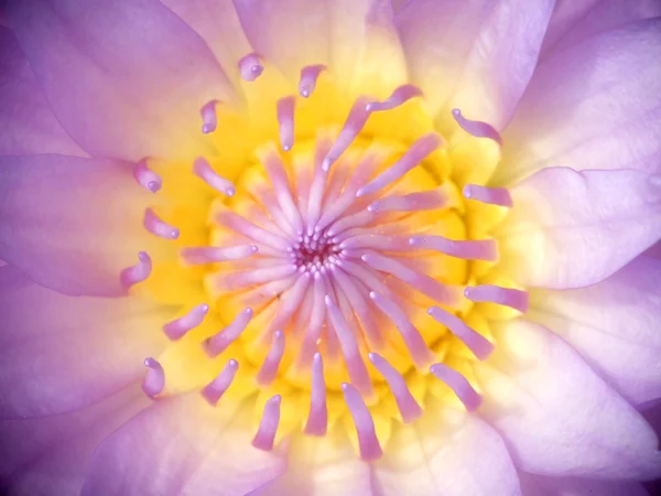 美しい蓮の花 — ストック写真