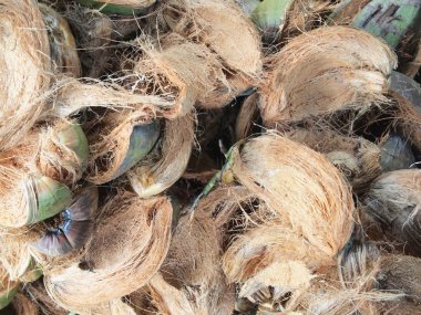 Hindistan cevizi lifi