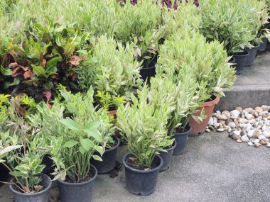 biyolojik olarak parçalanabilen torf yosun tencerelerde büyüyen saksı fidan 