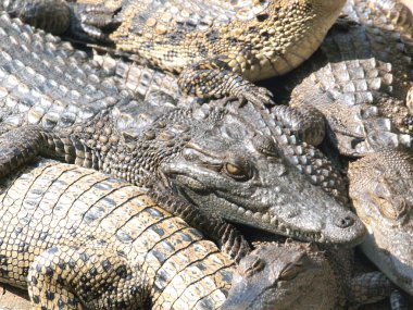 Tayland'da timsahlar yakın çekim 
