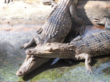 Tayland'da timsahlar yakın çekim