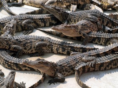 Tayland'da timsahlar yakın çekim