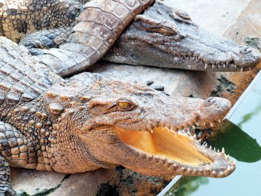 Tayland'da timsahlar yakın çekim