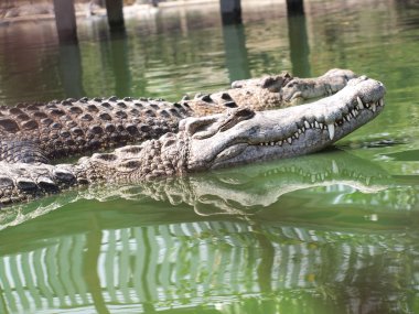 Tayland'da timsahlar yakın çekim