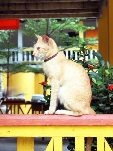 Kucing Thailand — Stok Foto