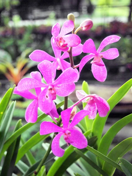 Orchideen — Stockfoto